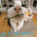 Límmiði
