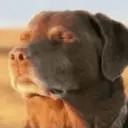 ملصق