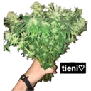 स्टिकर
