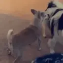 Pelekat