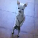 Pelekat