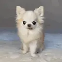 Pelekat