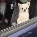 Pelekat