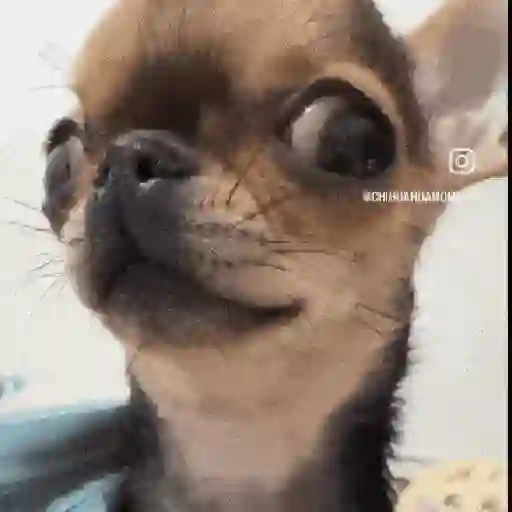 ملصق