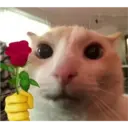 Figurinha