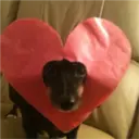 Figurinha