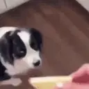 Autocollant