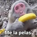 ملصق