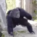 ملصق