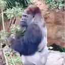 ملصق