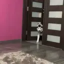 Autocollant