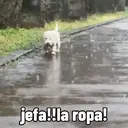 ملصق