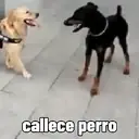 ملصق