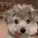 ملصق