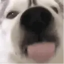 ملصق