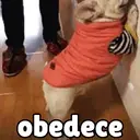 ملصق