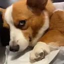 ملصق