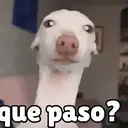 ملصق