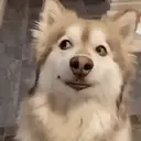 ملصق