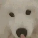 ملصق