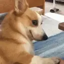 ملصق