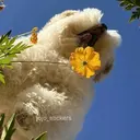 ملصق