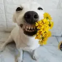 ملصق