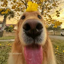 ملصق