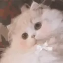 ملصق