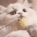 ملصق
