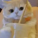 ملصق