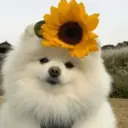 ملصق