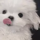 ملصق