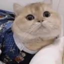 ملصق