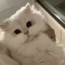 ملصق