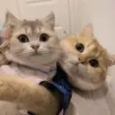 ملصق