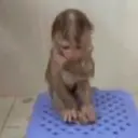 Figurinha