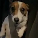 ملصق