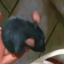 Çıkartma