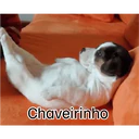 Autocolant