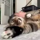 Figurinha