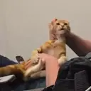 Figurinha