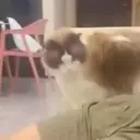 Figurinha