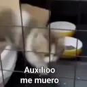 Figurinha