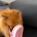 ملصق