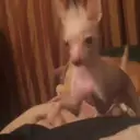 ملصق