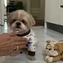 ملصق