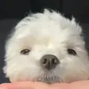 ملصق