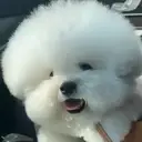 ملصق