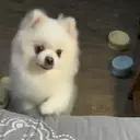 ملصق